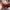 Nike Sportswear Casual Sneakers Pria red photo 1