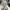 Puma Casual Sneakers Pria cream photo 4