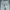 Michael Kors Luxury Futurist Ripped jeans Wanita white photo 4