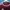 Adidas Sportswear Casual Jersey Pria burgundy photo 2