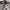 PALACE Streetwear Sportswear Windbreaker Pria tan black photo 4