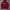 Champion Casual Hoody Pria Red