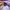 MLB Streetwear Sportswear Hoody Pria multicolor purple photo 5