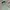 Adidas Gorpcore Sportswear Track jacket Pria green photo 2