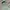 Adidas Gorpcore Sportswear Track Jacket Pria Green