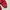 Dickies Sportswear Hoody Pria red photo 6