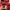 Dickies Sportswear Hoody Pria red photo 7