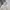 Adidas Streetwear Sportswear Hoody Pria cream photo 2