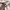 Adidas Streetwear Sportswear Hoody Pria cream photo 6