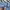 Hurley Vintage Y2K Short Pria blue photo 7