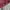 Versace Vintage Y2K Short Pria burgundy photo 3