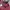 Versace Vintage Y2K Short Pria burgundy photo 5