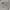 Carhartt Casual Trench coat Pria tan photo 2