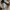 Carhartt Casual Trench coat Pria tan photo 3