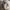 Coogi Streetwear Y2K Hoody Pria multicolor white photo 4