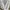 Ben Davis Streetwear Y2K Hoody Pria gray photo 1