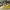 Nike Sportswear Casual Sneakers Pria yellow cream photo 1