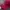 Logo Realtree magenta Camo photo 3