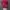 Logo Realtree magenta Camo photo 2