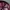 Logo Realtree magenta Camo photo 5