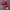 Logo Realtree magenta Camo photo 1