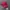 Logo Realtree Magenta Camo