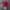 Logo Realtree magenta Camo photo 6