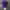 Logo Purple Realtree Camo photo 7