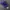 Logo Purple Realtree Camo photo 1