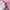 Coquette Casual Blouse Wanita white pink photo 3