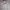 Quiksilver Vintage Y2K Hoody Pria Gray