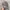 Realtree Y2K Skater Hat Pria tan gray photo 1