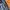 Converse Streetwear Sportswear Tracksuit Pria navy photo 7