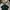 Polo Ralph Lauren Casual Polo shirt Pria green photo 2