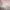 Coquette Minimalist Crop top Wanita pink photo 3