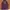 Spao Vintage Capes & poncho Pria purple photo 1