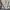 Polo Ralph Lauren Minimalist Casual Harrington jacket Pria cream photo 5