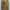 Made in USA Streetwear Skater Pria tan photo 3