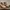 Timberland Coquette Boots Pria tan photo 4