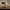 Timberland Coquette Boots Pria tan photo 1