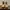Timberland Coquette Boots Pria tan photo 2