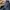 Dickies Minimalist Formal pants Pria navy photo 5