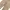Carhartt Vintage Avant Garde Dungaree Pria tan brown photo 6