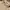 Fear of God ESSENTIALS Vintage Casual Hoody Pria tan photo 3