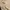 Fear of God ESSENTIALS Vintage Casual Hoody Pria tan photo 5