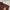 Lacoste Casual Polo shirt Pria brown photo 5