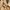 Burberry Vintage Casual Polo shirt Pria yellow photo 6