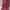 Coach Luxury Bags & purse Wanita burgundy red photo 4