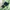 Polo Ralph Lauren Avant Garde Minimalist Brief Pria green photo 8