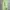Polo Ralph Lauren Avant Garde Minimalist Brief Pria Green